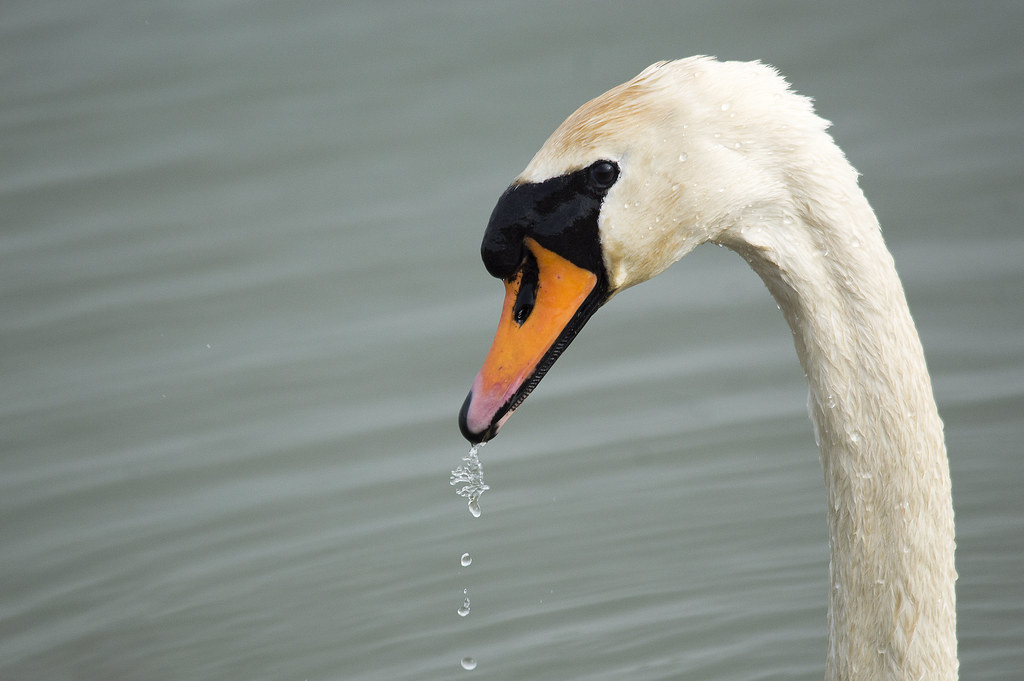 Flock ban bill: Is it the Right Move for AI Business?